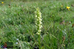 witte muggenorchis